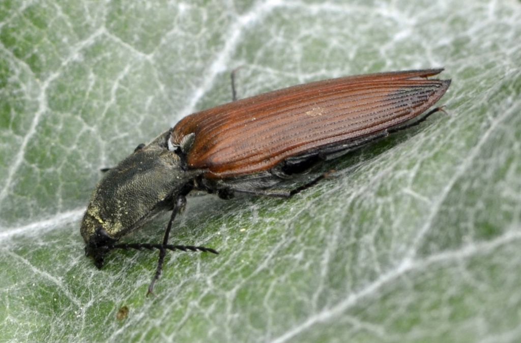 Ctenicera virens